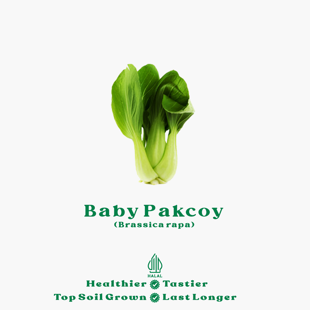 baby pakcoy baby pakcoy