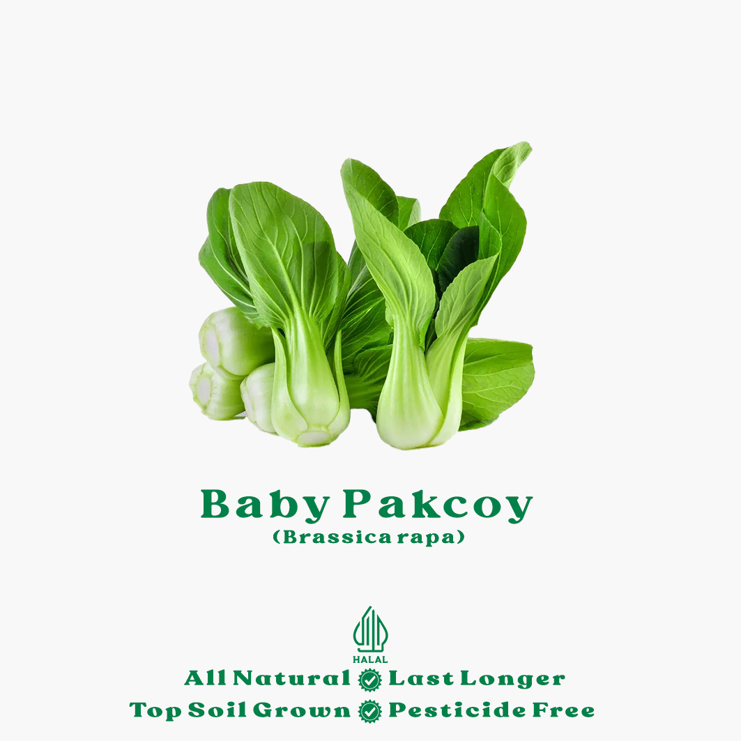 baby pakcoy organik baby pakcoy organik