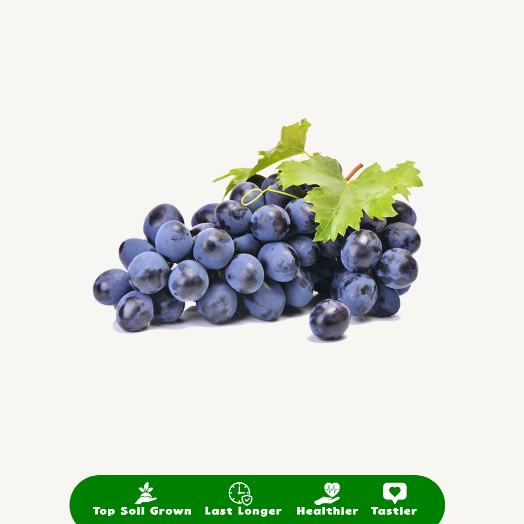 Anggur Hitam Autumn Seeded