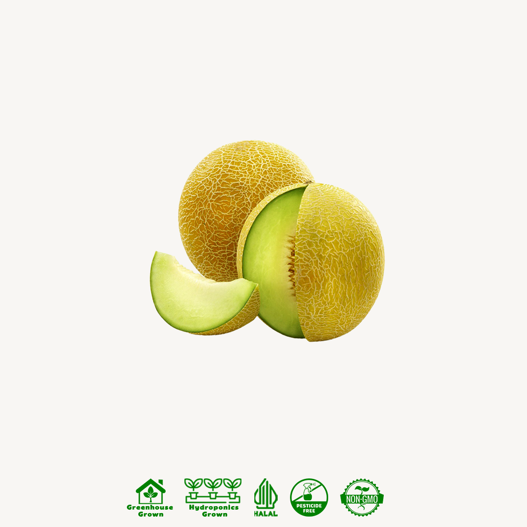 Melon Sky Rocket Hidroponik