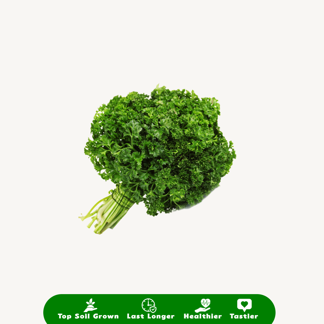 Daun Parsley