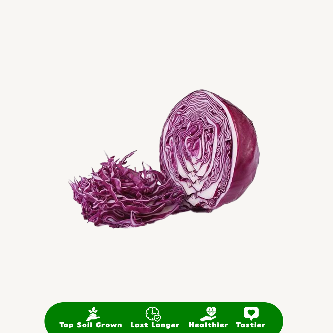 Kol Ungu Iris Vacuum