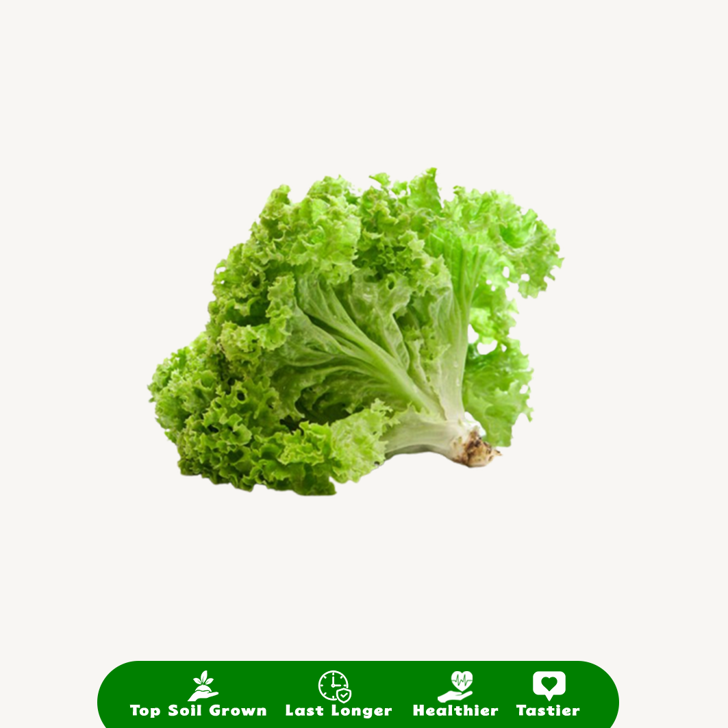 Selada Keriting Hijau