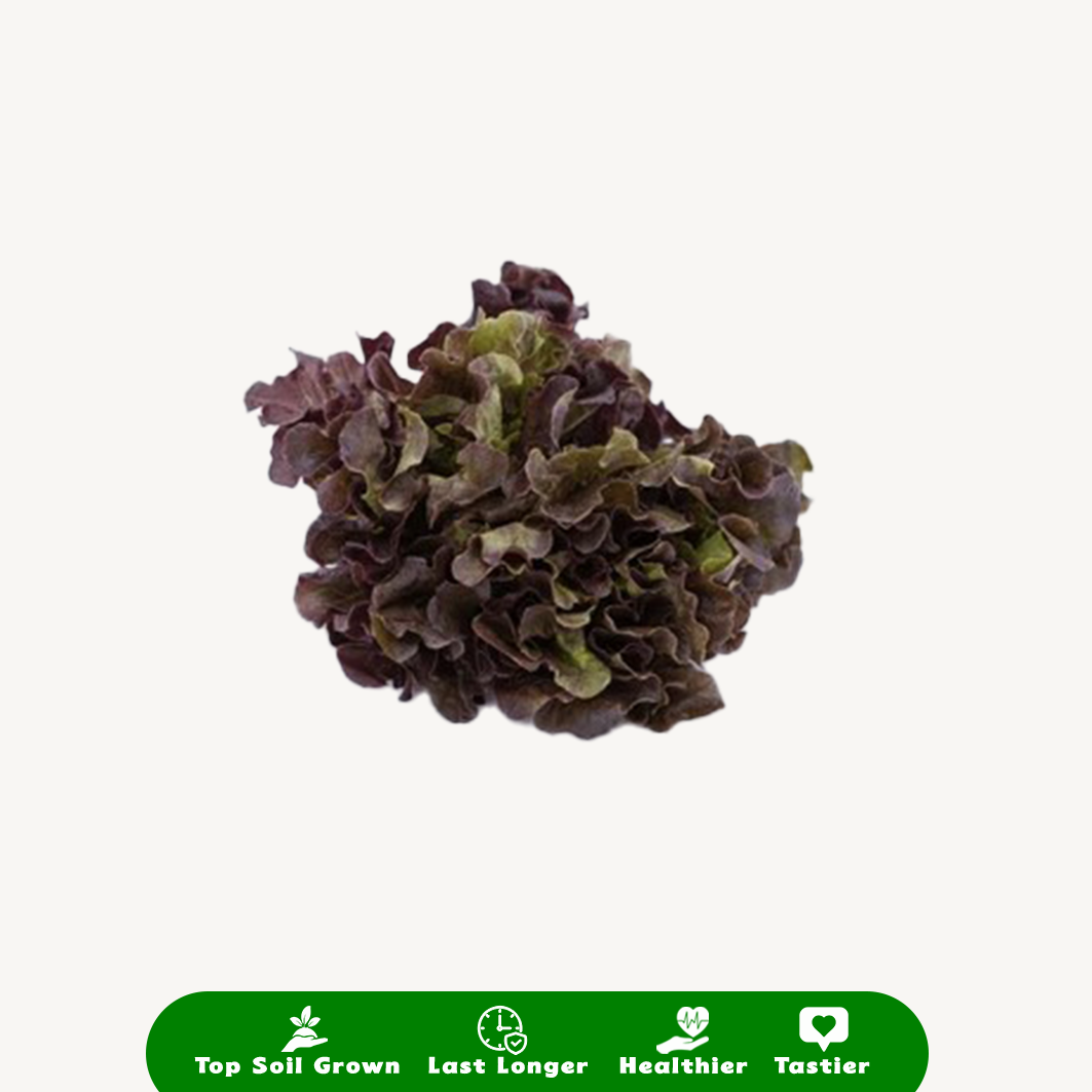 Selada Oakleaf Merah