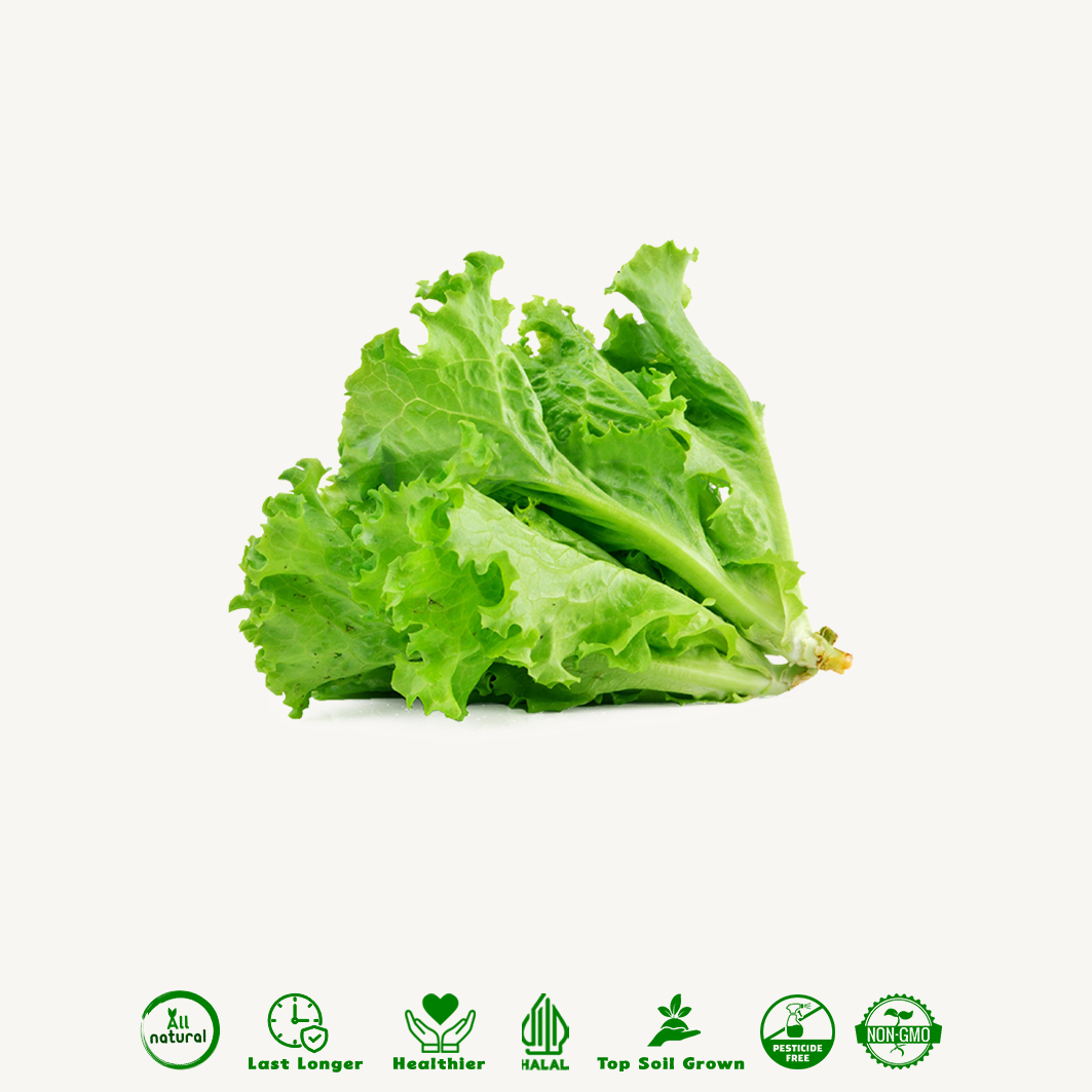 Selada Keriting Hijau Organik