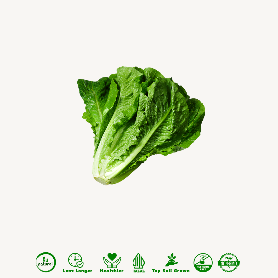 Selada Romaine Organik