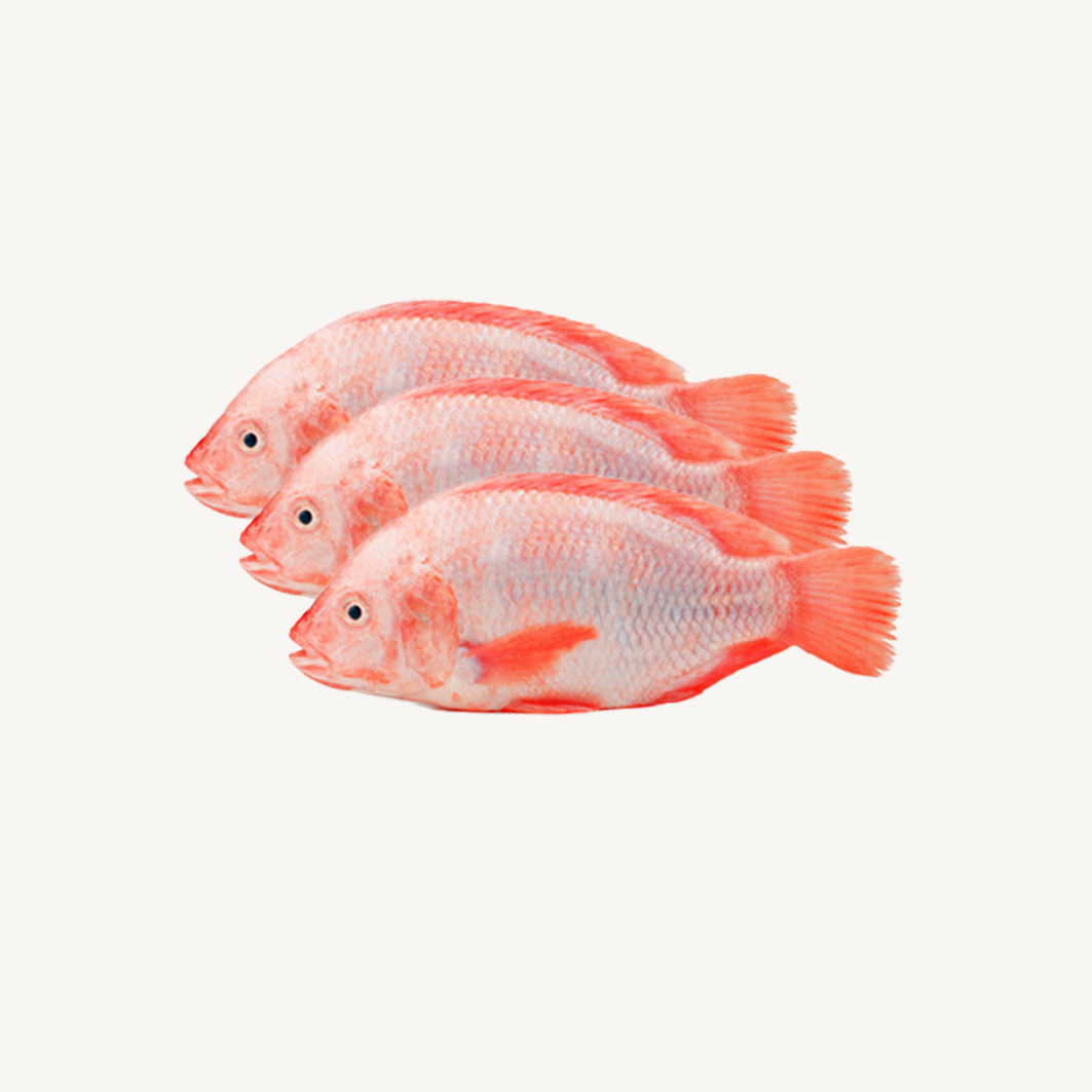 Ikan Nila Merah Segar