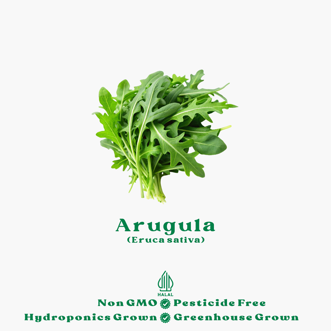 arugula hidroponik-New arugula hidroponik-New