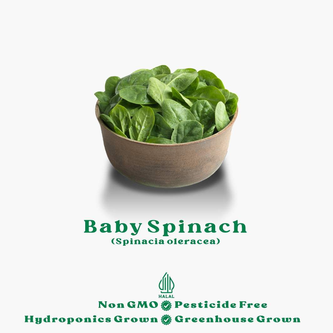 baby spinach hidroponik baby spinach hidroponik