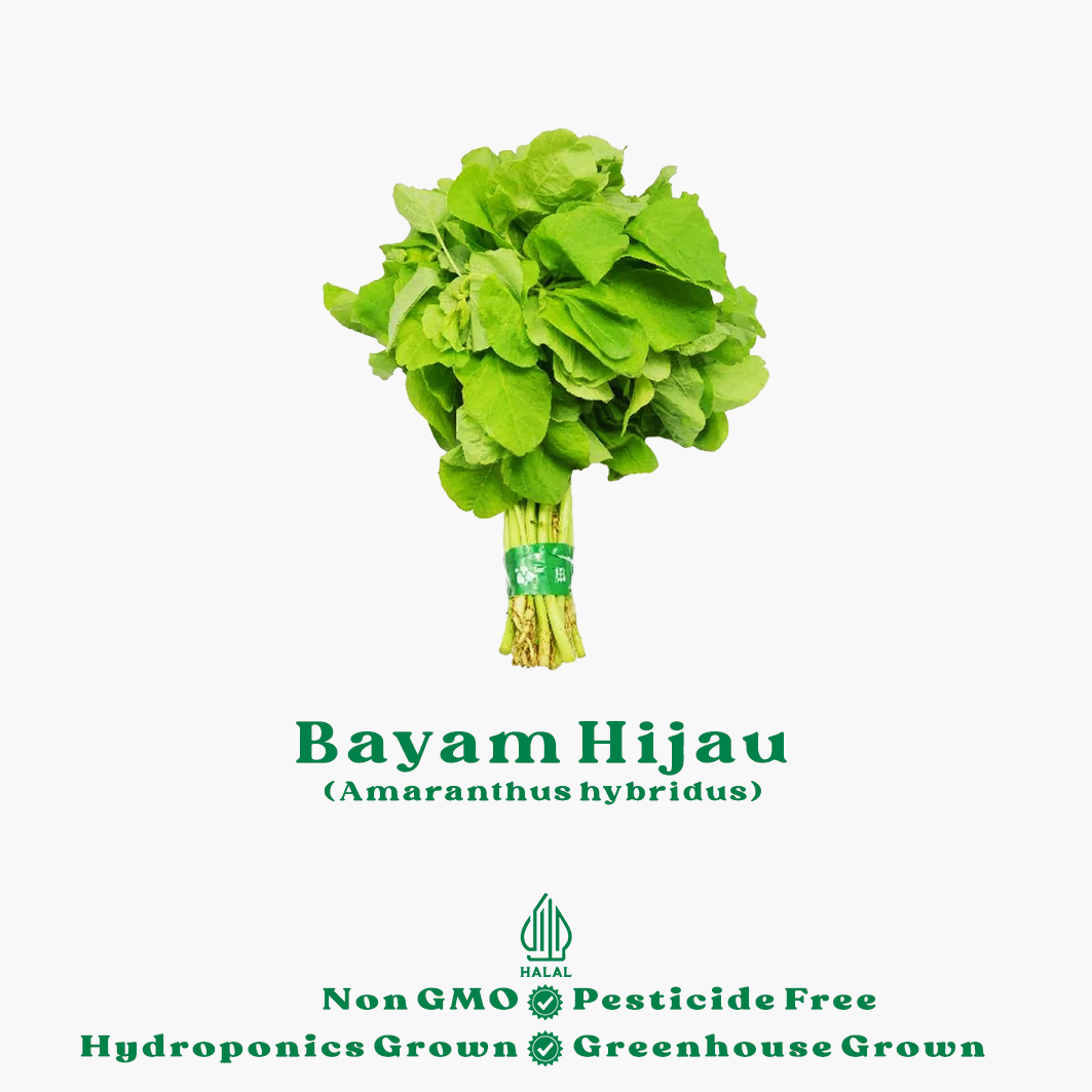 bayam hijau hidroponik bayam hijau hidroponik