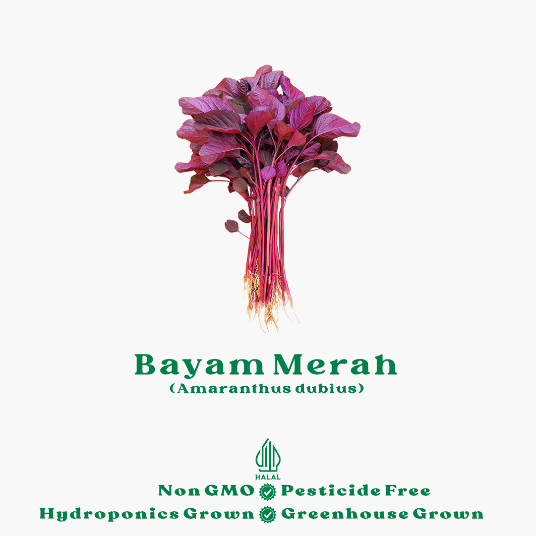 bayam merah hidroponik bayam merah hidroponik