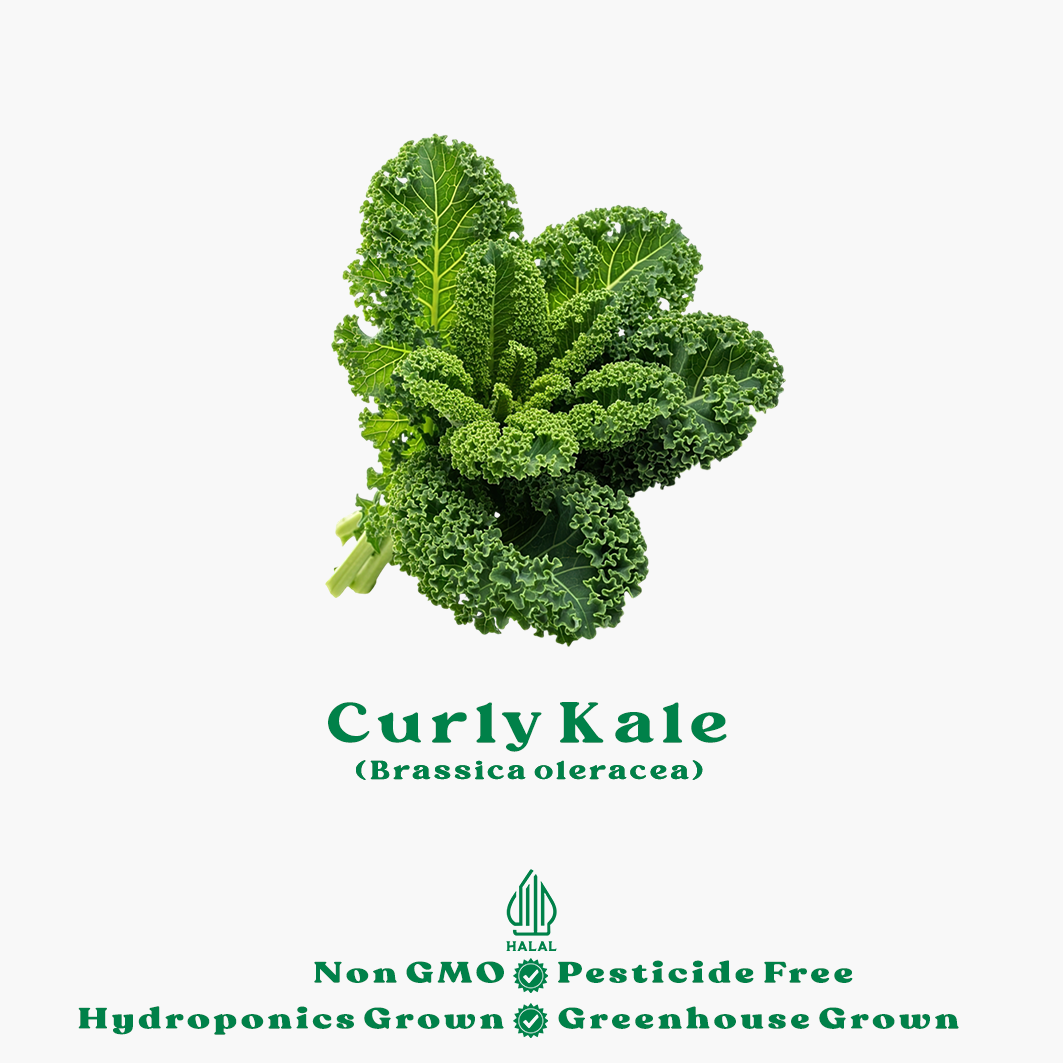 curly kale hidroponik curly kale hidroponik