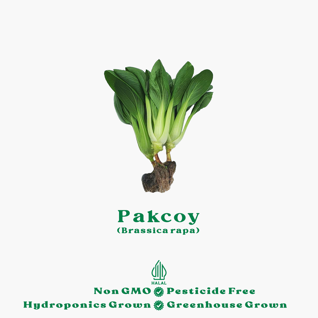 pakcoy hidroponik pakcoy hidroponik