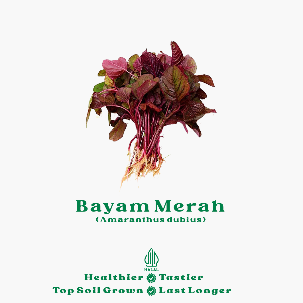 bayam merah bayam merah