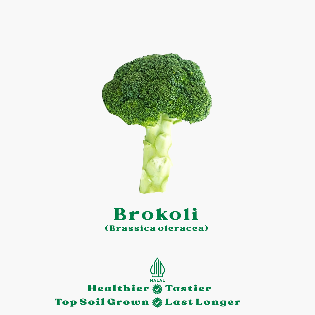 brokoli organik brokoli organik