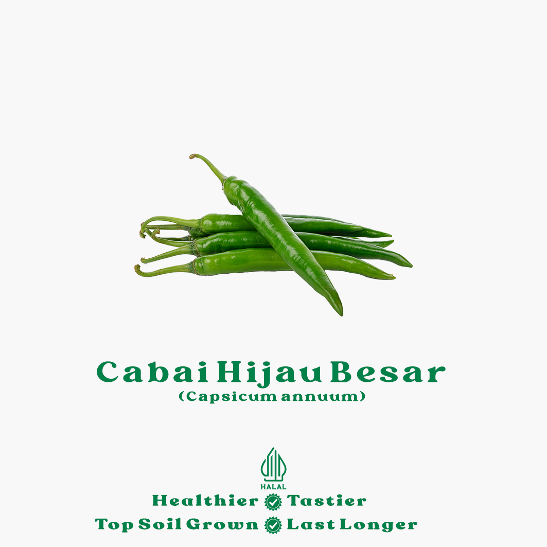 cabai hijau besar cabai hijau besar