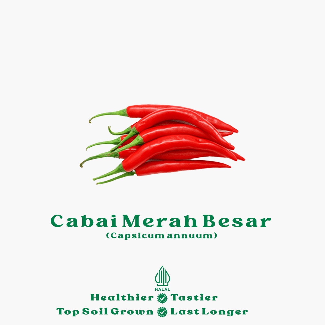 cabai merah besar cabai merah besar