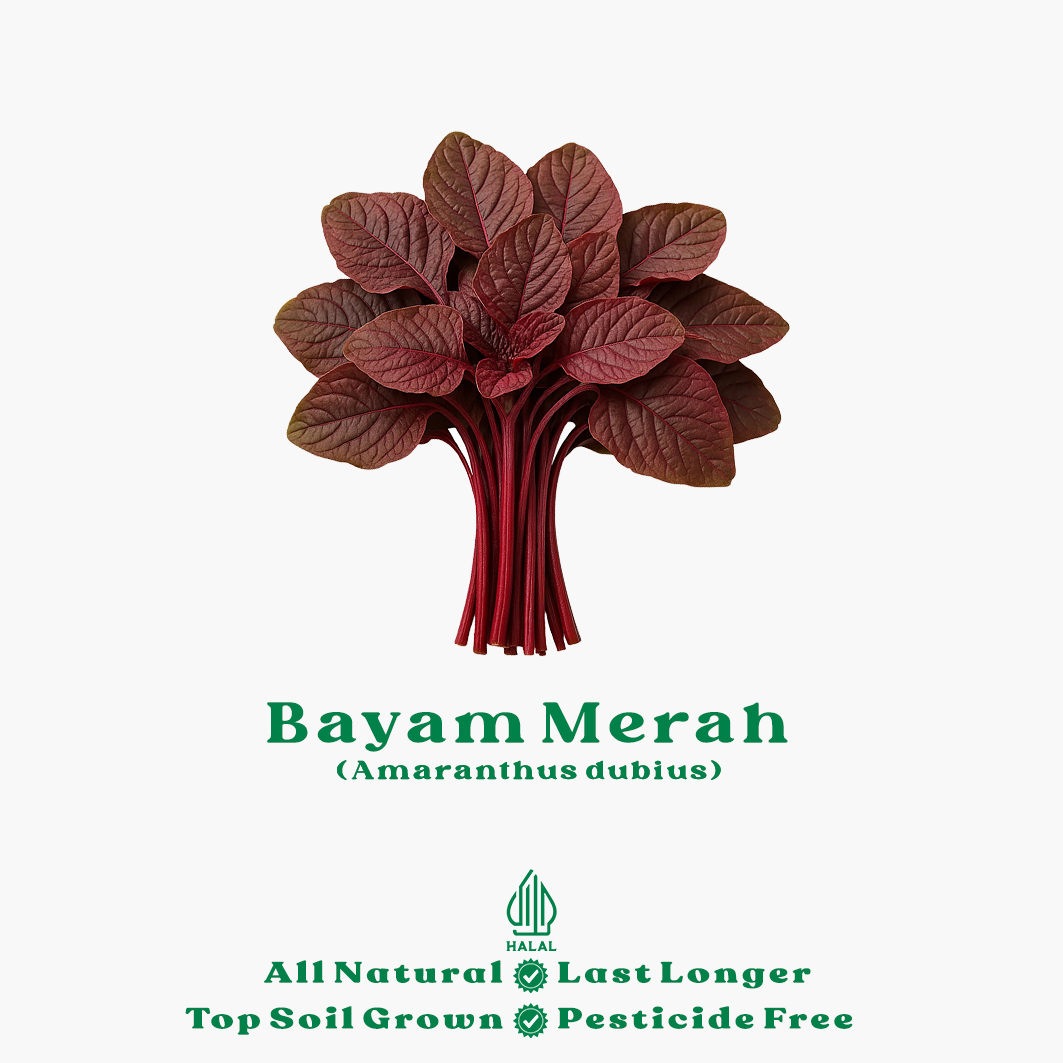 bayam merah organik bayam merah organik