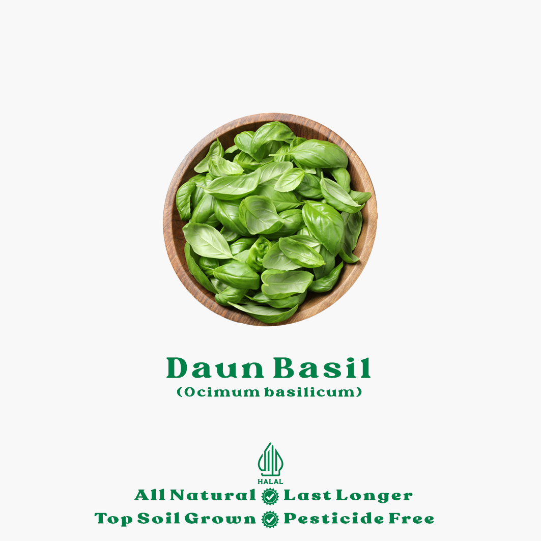 daun basil organik daun basil organik