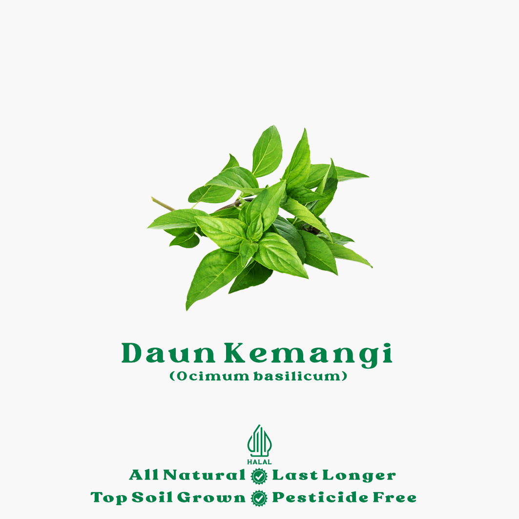 daun kemangi organik daun kemangi organik