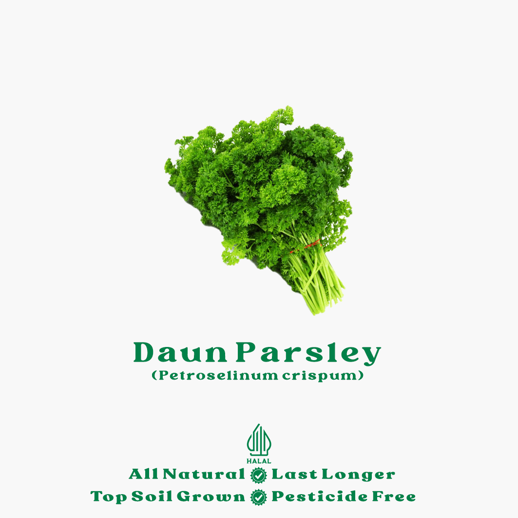 daun parsley organik daun parsley organik
