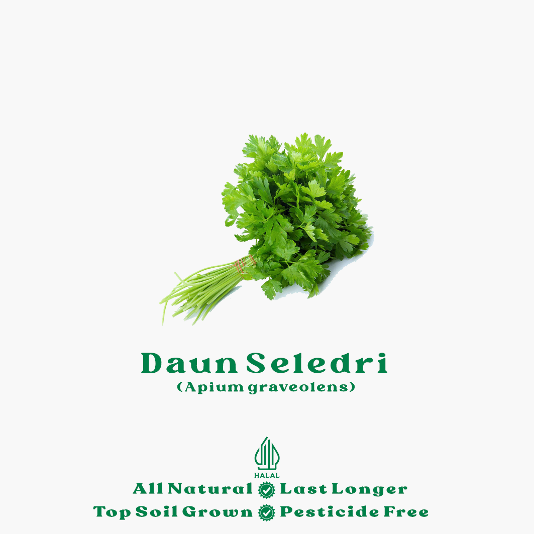 daun seledri organik daun seledri organik