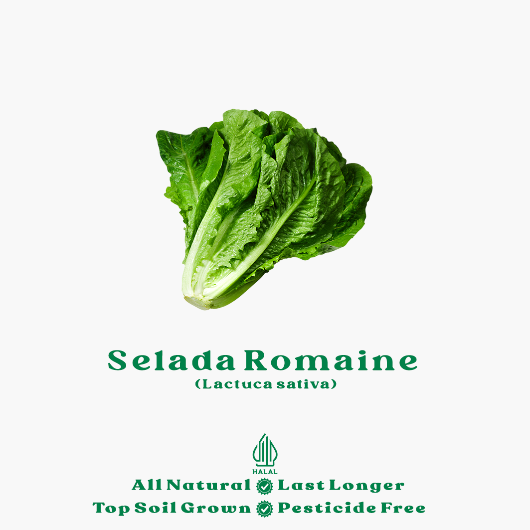 selada romaine organik selada romaine organik