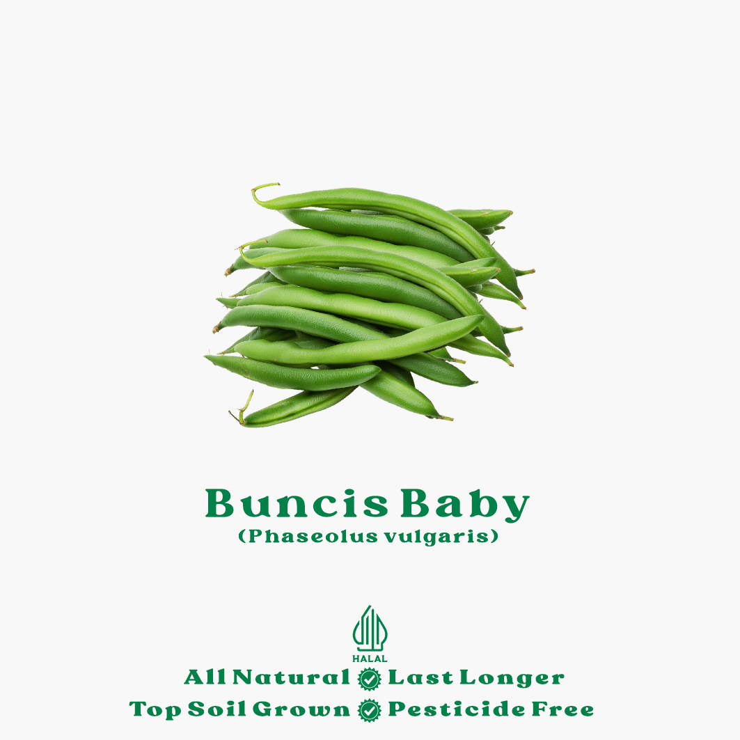 buncis baby organik buncis baby Organik