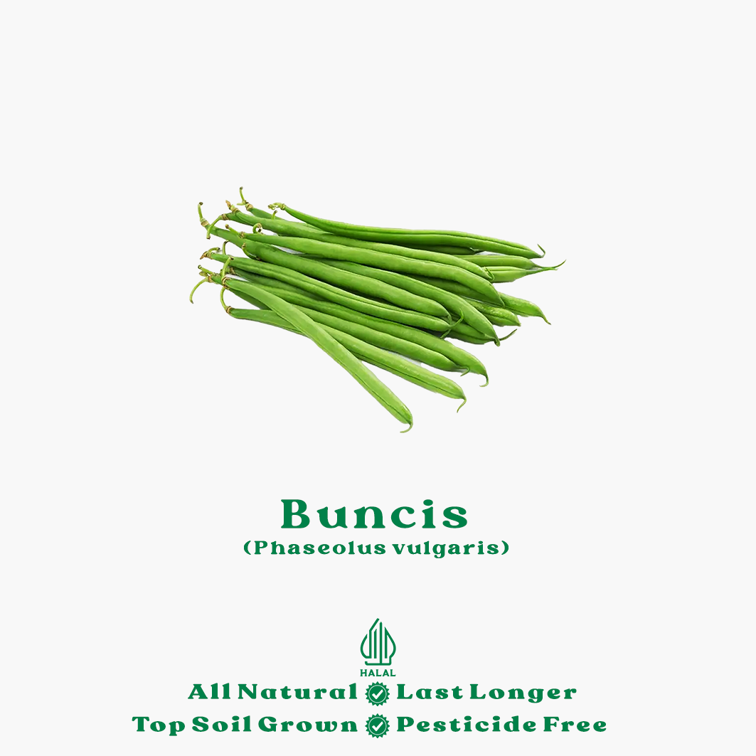 buncis organik buncis organik