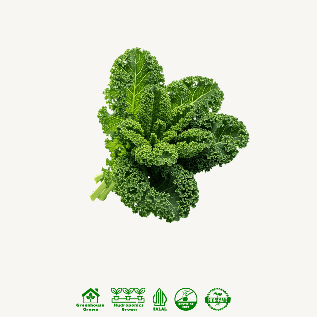 Curly Kale Hidroponik