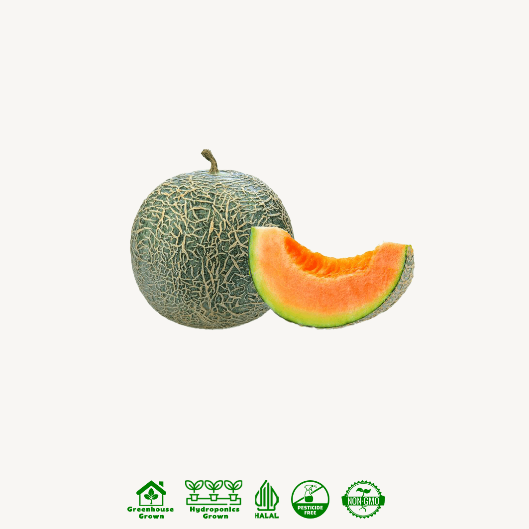 Melon Rock New Ceria Hidroponik