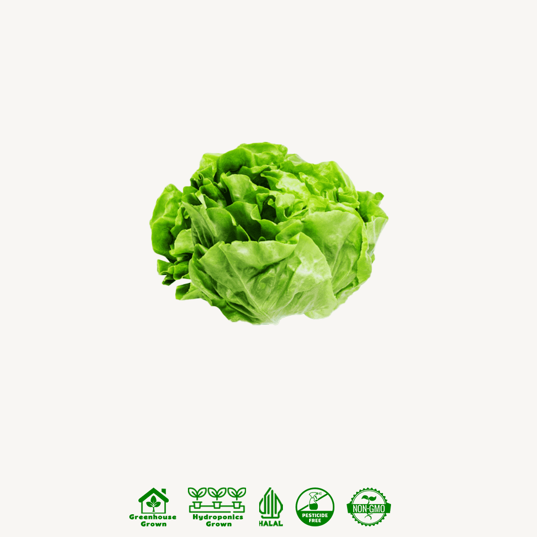 Selada Butterhead Hidroponik