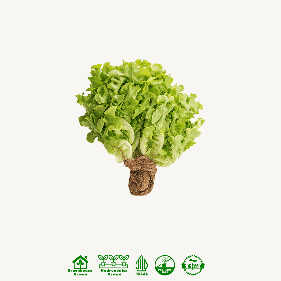 Selada Oakleaf Hijau Hidroponik