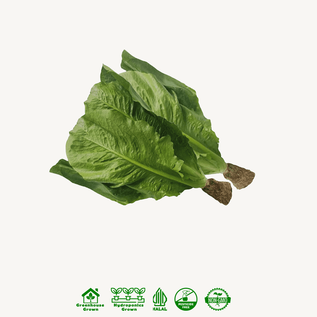 Selada Romaine Hidroponik