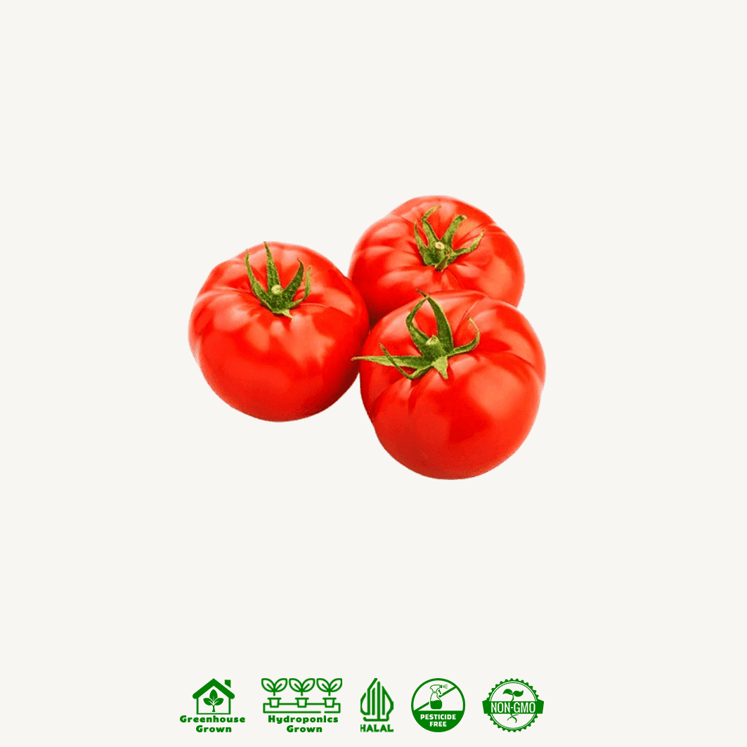 Tomat Beef Hidroponik