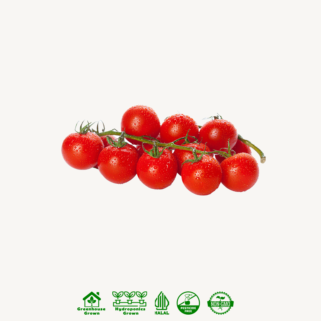 Tomat Cherry Merah Hidroponik
