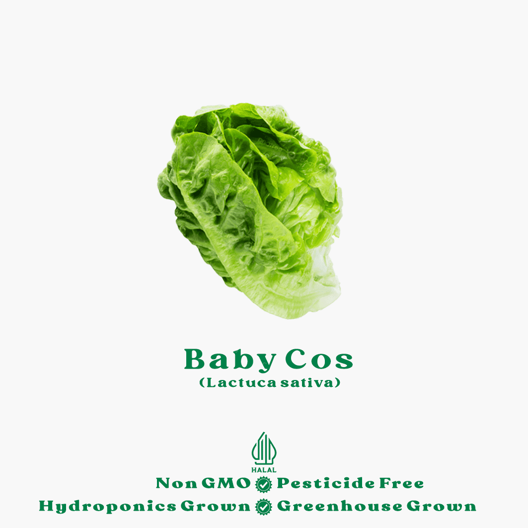 baby cos hidroponik-New