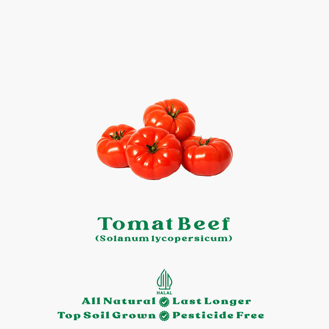 tomat beef organik