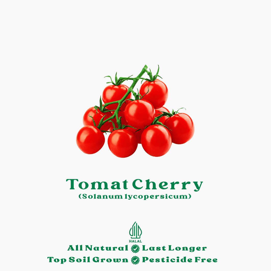 tomat cherry merah organik